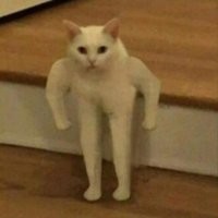 Когда не покормил кота