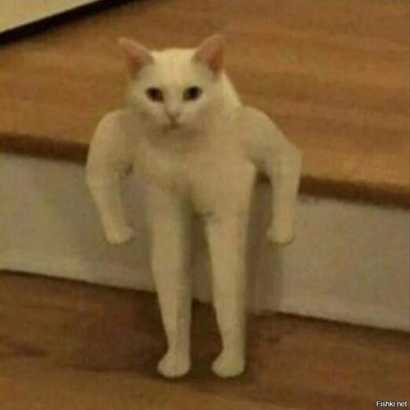 Когда не покормил кота