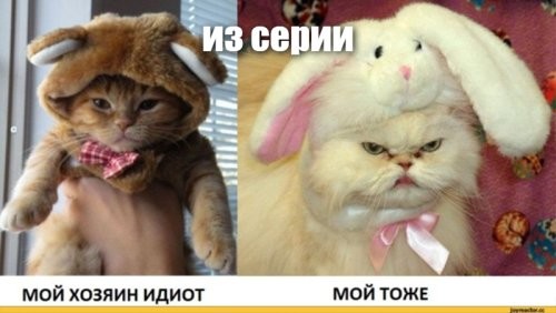Хозяин нарядил своих котов в необычные костюмы
