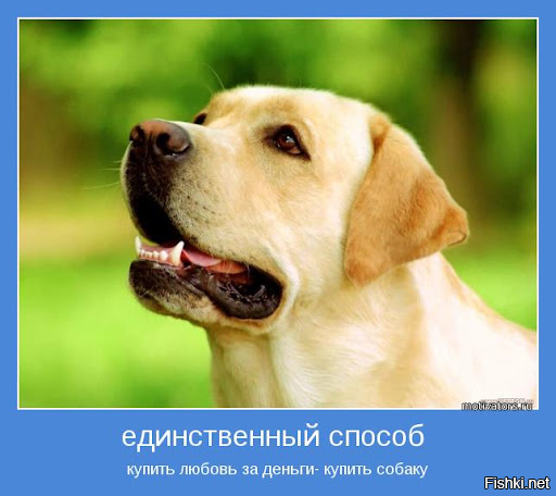 16 фотографий кошек и собак, по которым видно: они влюблены в своих людей