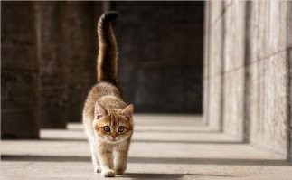 если бы у женщин были хвосты, было бы легче разбираться в их настроениях