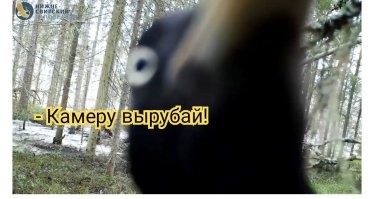 В российском заповеднике живёт дятел, уничтожающий фотоловушки