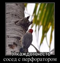 В российском заповеднике живёт дятел, уничтожающий фотоловушки