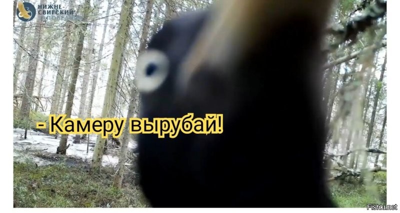 В российском заповеднике живёт дятел, уничтожающий фотоловушки
