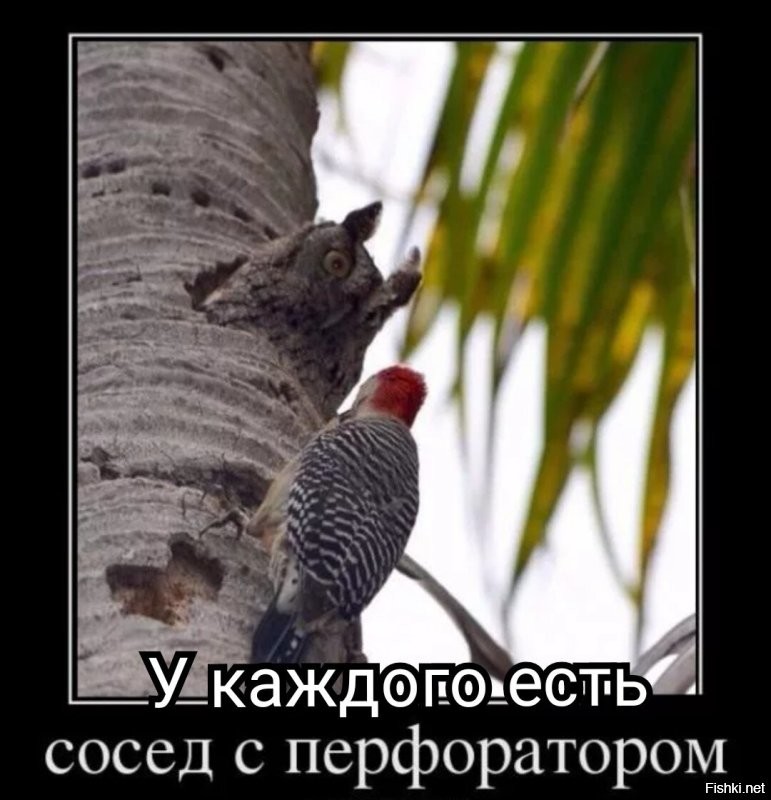 В российском заповеднике живёт дятел, уничтожающий фотоловушки