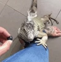 Вспомнилась древняя байка:
Другу подарили варана. Но он воспринимал его как предмет интерьера:
кормил, поил без какой - либо лирики. И вот в один из дней варан укусил
его за палец. Первая реакция - "... ща я те... как!..", а потом смотрит,
а он так на него преданно грустно смотрит, из аквариума вылез и давай
таскаться за ним по всему дому ни на шаг не отходит, в глаза
заглядывает: "Прости мол, хозяин, прости ". Друг аж расчувствовался. С
утра просыпается, а варан рядом с ним сидит... всю ночь не отходил,
смотрит грустно. Приятель так проникся, какой чуткий и заботливый у него
питомец. Однако палец у него не проходил и к тому же опух. Он варана в
охапку и к доктору. Там и выяснилось, что этот вид варанов ядовит,
только яд у них очень слабый, поэтому они сначала кусают, а потом тупо
таскаются за жертвой и ждут пока та сдохнет.