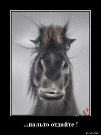 Ленивый конь Том