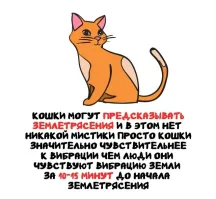 Не могут! Говорить они не умеют, а поведенческие реакции неспецифичны. Сейсмографы чувствительнее кошек и понятнее, но тоже пока ничего не предсказали, к сожалению.