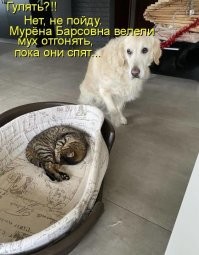 Забавный финал конфликта кота и пса