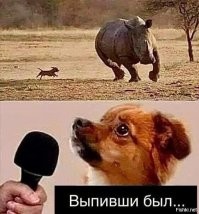 Шведский вальхунд: интересная порода из Скандинавии