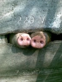 Лишь о политике