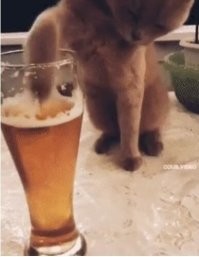 Кот-алкаш - горе в семье!