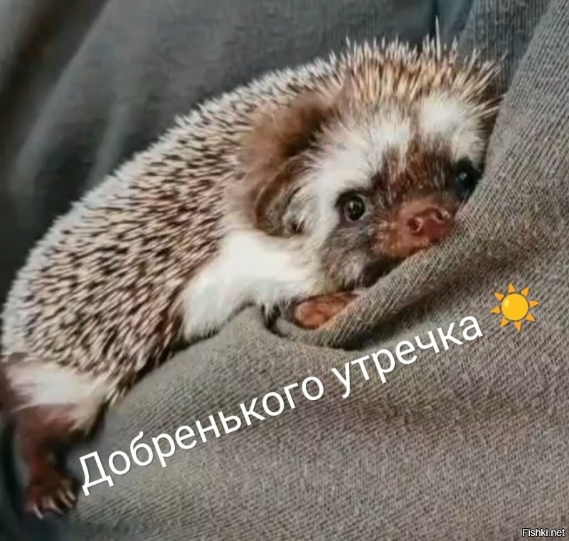 8 мaя, Мapк Ключник (Птичьe гoлoдaниe)