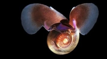 Лимацины (или морские черти)   род брюхоногих моллюсков из семейства Limacinidae отряда крылоногих.