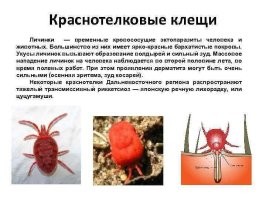 .. им все равно кого кусать .. так что и человека тоже ...