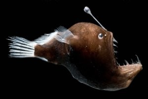 "Эти брюхоногие моллюски   морские ангелы   настоящие хищники, и их любимая закуска   родственные виды, морские черти" И давно ли моллюски и рыбы стали родственными видами? Морской чёрт - рыба так-то.