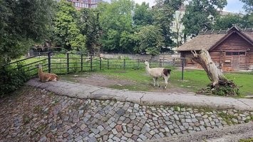У нас  в Калининградском зоопарке многие вольеры с копытными именно по такой схеме сделаны. У животных резкий склон и стена. Забора со стороны зрителей нет. Только высокий бортик.