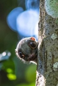 В Австралии прошёл конкурс «Самая сильная женщина»