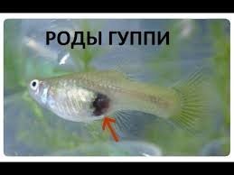 они самые
просто нет цветной раскраски
