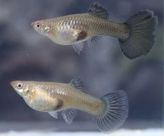 они самые
просто нет цветной раскраски