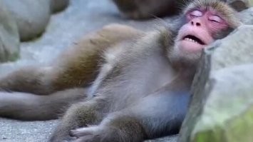 Была  колбаса докторская стала любительская!
И собирай как дрова!