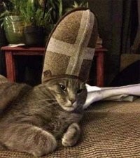 Вот самый правильный котопапа Римский: