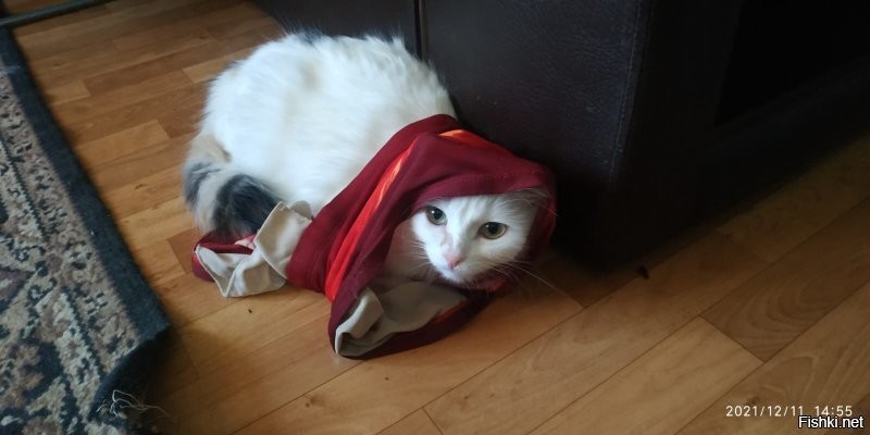 У нас и жена ему найдётся! Мама римская, знакомьтесь. Набожная. Скромная. Хозяйственная.