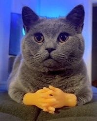 Хозяин, ты дурак?