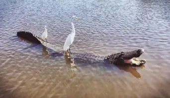 -оплачиваем проезд!
-телефон скажите для перевода