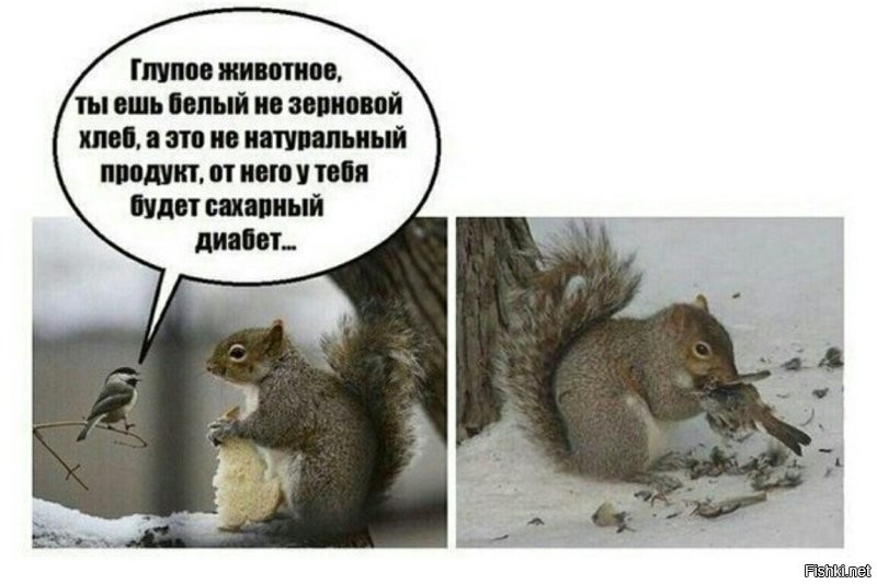 Девушки спасли бельчонка от вороны