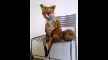 Да,и вот его предок