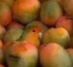 Скрины из соцсетей