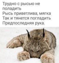 Крокодилы, бегемоты: в России утвердили перечень животных, которых запрещено содержать в домашних условиях