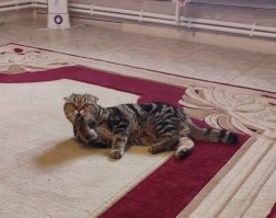 &nbsp;Намешалось&nbsp;