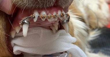 Зуб за $5 тысяч: хозяйка выбрала коронку из золота для своей кошки