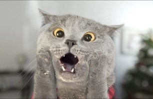 Не, таких рыбов нам не надо!