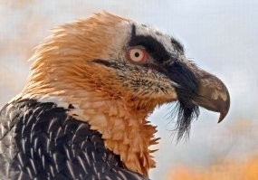 Скоро на гербе России в 2 стороны света!
