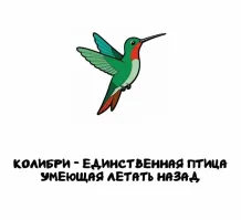 В сильный ветер и курица сможет)) 
А разве голуби не умеют?