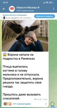 Девушки спасли бельчонка от вороны