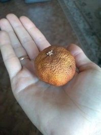 Я недавно за диваном нетленный мандарин нашёл (на фото не мой но выглядит так-же). С Нового года закатился (правда не знаю точно с какого). Куда обратиться, чтоб зарегистрировать ЧУДО?