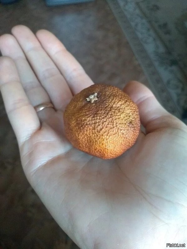 Я недавно за диваном нетленный мандарин нашёл (на фото не мой но выглядит так-же). С Нового года закатился (правда не знаю точно с какого). Куда обратиться, чтоб зарегистрировать ЧУДО?