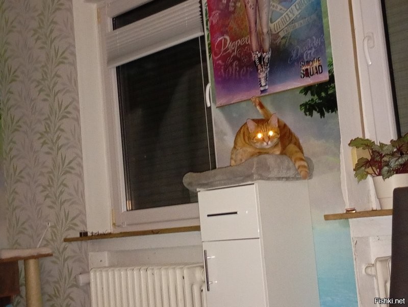 Мне и выбирать не нужно было. Сразу знал что котика надо  брать). Зовут Эрик, а прозвище тигр