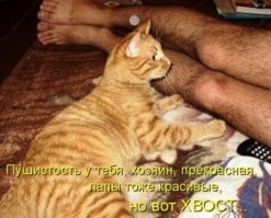 Котики — существа не от мира сего: 20 фото, доказывающих их странность