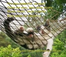 Котики — существа не от мира сего: 20 фото, доказывающих их странность