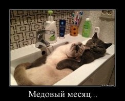 Котики — существа не от мира сего: 20 фото, доказывающих их странность