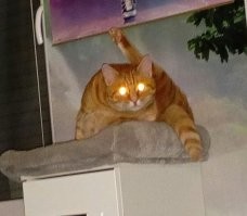 Наш хышник