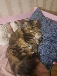 Котики — существа не от мира сего: 20 фото, доказывающих их странность