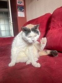 Неэталонное, но какое уж есть Хоба от моей старушки (15 лет).