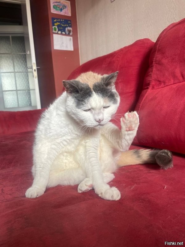 Неэталонное, но какое уж есть Хоба от моей старушки (15 лет).