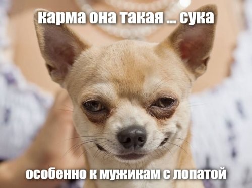 Владелец с лопатой, гонясь за псом, чудом не угодил под машину